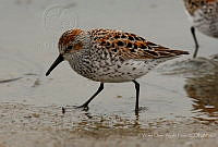 VOAP0100 Calidris mauri.jpg