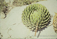 FGM1589 Agave victoriae-reginae.JPG