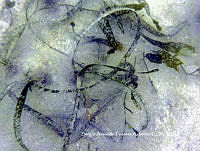 SAFA0008 _Thalassia testudinum,.JPG