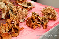 IMDOC Hong 0210 Venta de hongos.jpg