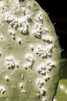 ARS00193 Dactylopius coccus.jpg