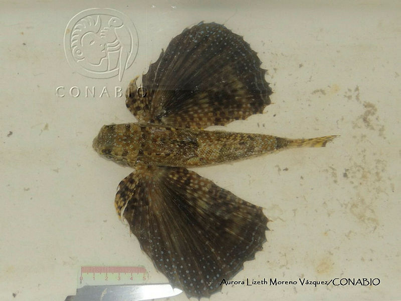 ALMV%20012%20Dactylopterus%20volitans.JPG.rSe2qsj0MY pdxVjQA3g0JtbmFja29CbnFuZ3NAbXJ6LGtwZwA.kNYQWtstUr