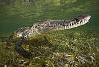 CCK0355 Crocodylus acutus.jpg