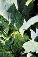 SG002 0001 Brassica oleracea.jpg