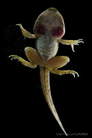 VHL0497 Lithobates pustulosus.jpg