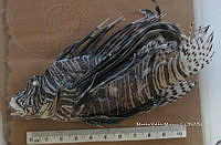 HE009 P 1538 Pez león asiático.jpg