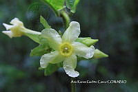 AKGC027 Prestonia mexicana.JPG