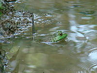 CGL1356 Lithobates catesbeianus.jpg
