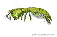UNAM_FC-SISAL-0093 Neogonodactylus bredini.jpg