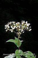 JDA D 00565 Ageratina ligustrina.jpg
