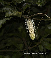 PJB ME014 109 Macadamia integrifolia.JPG