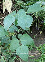 RG055 0258 Phaseolus lunatus.jpg