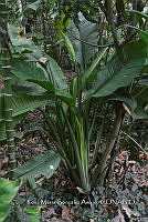 SG019 0370 Spathiphyllum cochlearispathum.jpg