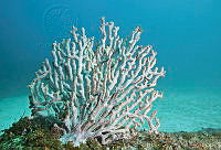 CNS1081 Muricea californica.jpg