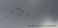 AAKVDH 0090 Platalea ajaja.JPG