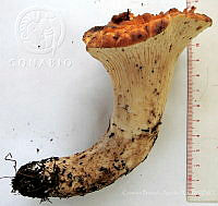 CBA0286 Gomphus floccosus.JPG