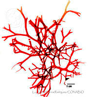 LDGR055 Gloiocladia hoshawii.jpg