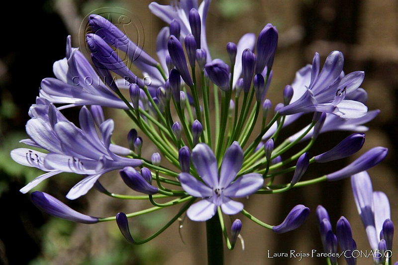 LRP0676%20Agapanthus%20praecox.jpg.nyfm9L71MdER9YNhQA3g0JtbmFja29CbnFuZ3NAbXJ6LGtwZwA.Iazg1UYfU7