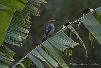 MASM02539 Melanerpes aurifrons.jpg
