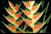 EHP0021 Heliconia sp..jpg