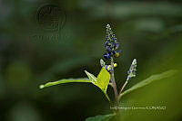 IDG1800 Monnina sylvatica.jpg