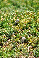 DZ02 Xerospermophilus tereticaudus.jpg