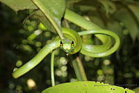 MATP01 Leptophis ahaetulla.jpg