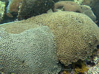 HPE106 Colpophyllia natans.jpg