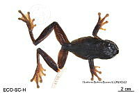 ME006 herp SCLC 0017 Smilisca cyanosticta - (H.M. Smith, 1953).jpg