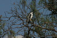 CEOV0059 Elanus leucurus.jpg