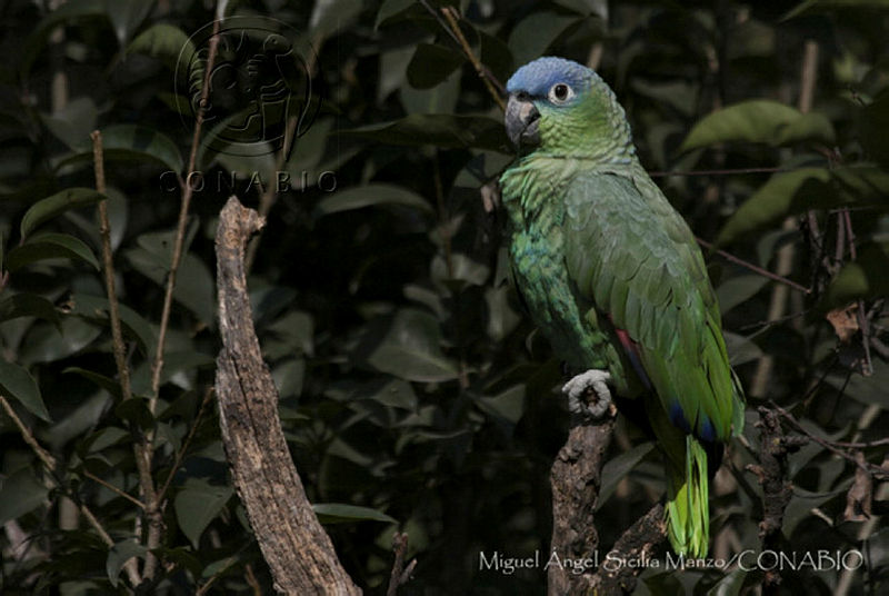 MASM06310%20Amazona%20farinosa.jpg.jiez1PHzMbn516VhQA3g0JtbmFja29CbnFuZ3NAbXJ6LGtwZwA.IHsQhWFPmZ