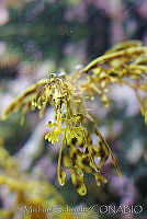 MS0151 Phycodurus eques.jpg