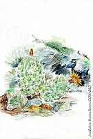 JMRM0030 Coryphanta jalpanensis.jpg