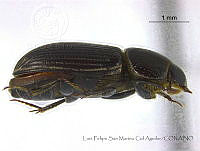 LFSMCA0085 Ataenius sp..jpg