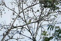 LEMH111 Tityra semifasciata.JPG