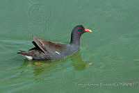 PRB0258 Gallinula galeata.jpg