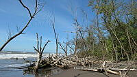 UM002 S0025 Rhizophora mangle.jpg