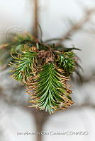 IMDOC 4829 Abies religiosa.jpg