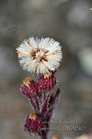 YRA009 Senecio roseus.jpg