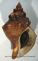 MRyRR073 Cantharus capitanea.jpg