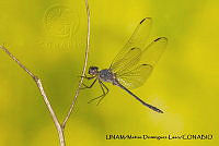PJ016 0593 Dythemis nigrescens.JPG