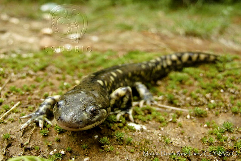 MDL0024%20Ambystoma%20velasci.jpg.jyeAtZ30MX39qzNjQA3g0JtbmFja29CbnFuZ3NAbXJ6LGtwZwA.H57Wtez Ui