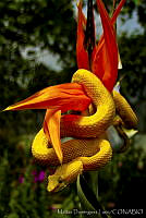 MDL0068 Bothriechis schlegelii.jpg