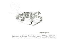 MARL0697 Xenosaurus grandis.jpg