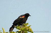 MGaves 1164 Agelaius phoeniceus.jpg