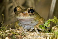 MASM04926 Plectrohyla ixil.jpg