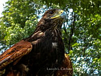 LCF0191 Parabuteo unicinctus.jpg