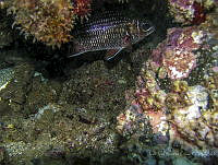 JJRR059 Neoniphon suborbitali.jpg