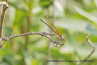 PJ016 0624 Hetaerina americana.JPG