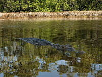 HBB0203 Crocodylus acutus.jpg